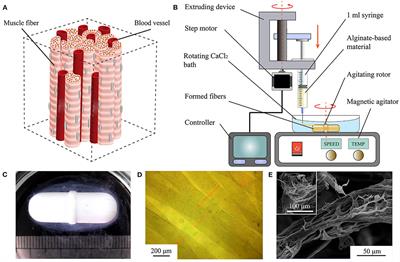 Rapid Fabrication of Cell-Laden Microfibers for Construction of Aligned Biomimetic Tissue